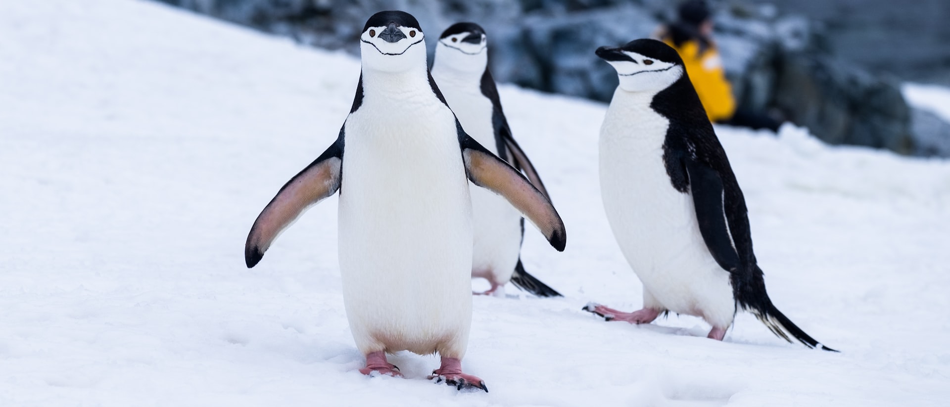 Expedition ship anchored in a calm Antarctic bay surrounded by glaciers and icebergs