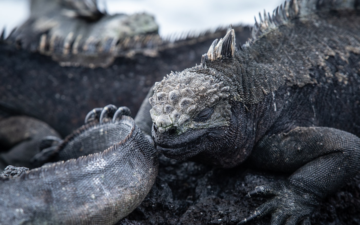 Marine iguana in the Galápagos Islands