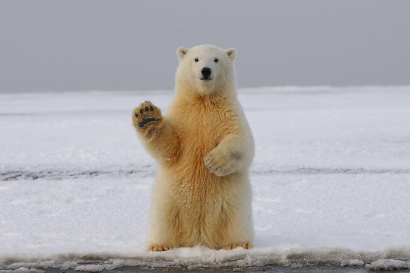 Polar bear on Arctic sea ice in Svalbard
