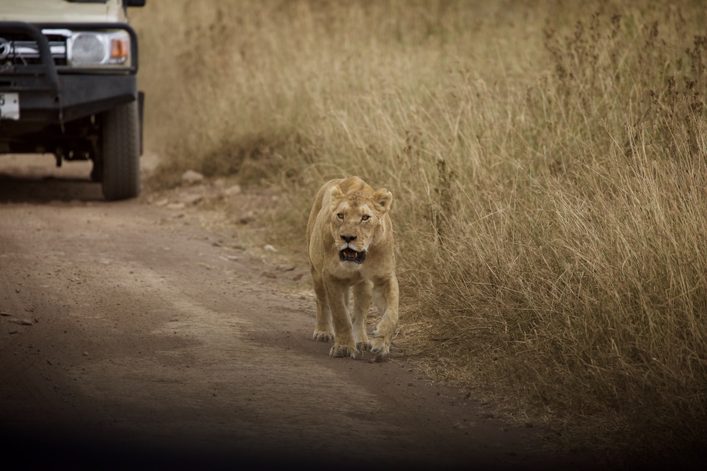 Walking safari tracking lions in tall grass
