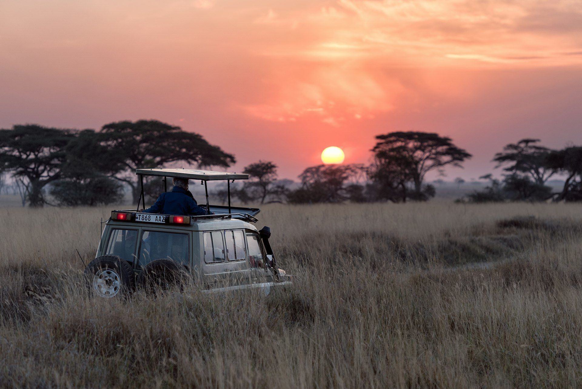 Elephant herd walking across the African savanna at sunset
