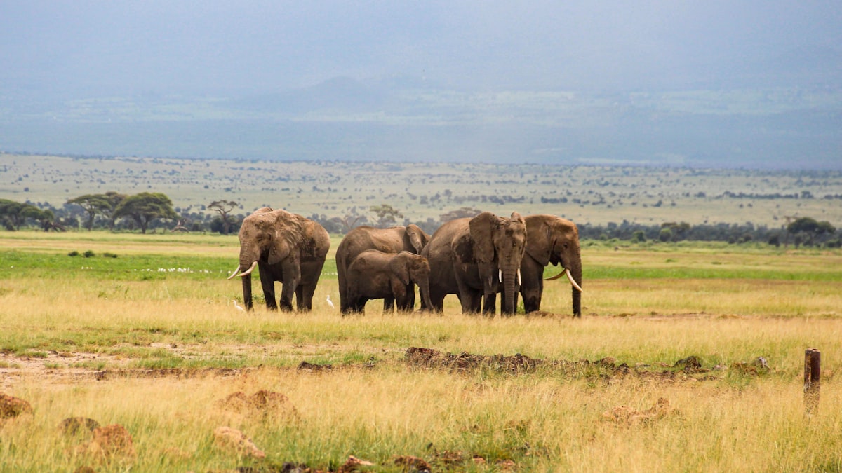 Elephant herd walking across the African savanna at golden hour